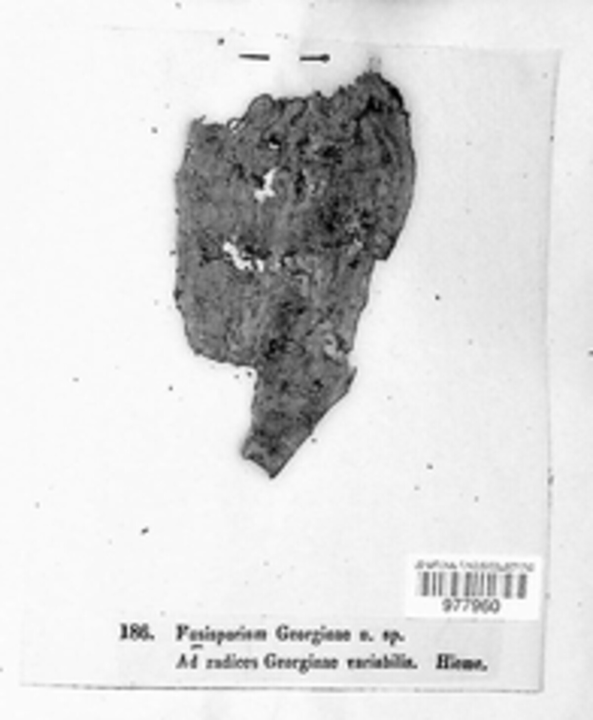 Fusisporium georginae image